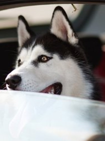 Sollten deutsche Reisebüros spezielle Angebote für Hundehalter anbieten?